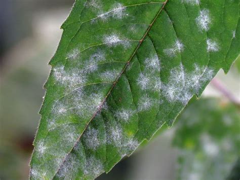 White Powdery Mildew How To Spot It And How To Stop It Reefertilizer