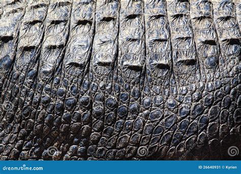 Alligator Skin Stock Image Image Of Wild Abstract Leather 26640931