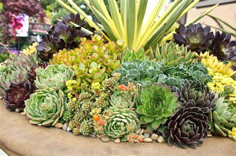 Комнатные растения - суккуленты - JPlant Уход за суккулентами