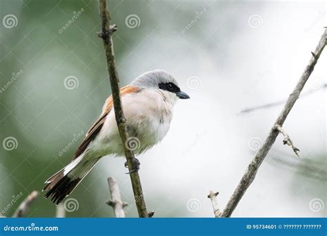 Lanius Collurio on a Branch Stock Image - Image of backed, beautiful ...