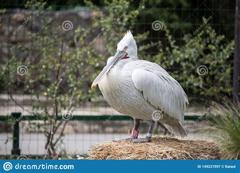 Pel Canos D Lmatas Blancos Imagen De Archivo Imagen De Plumas