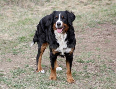 3913 Bernese Mountain Dog Black Stock Photos Free And Royalty Free