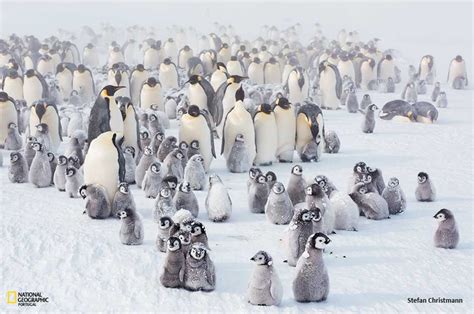 Hoje Dia Mundial Do Pinguim O Que Sabemos Sobre Esta Ave