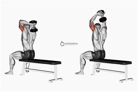 13 Best Medial Head Tricep Exercises According To Physiology Artofit