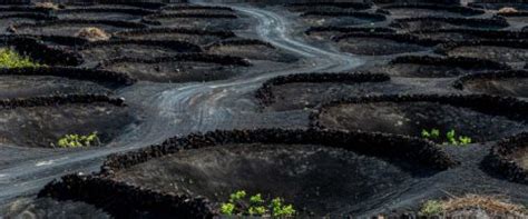 El Cultivo De La Vid En Canarias Agroingenia Canarias