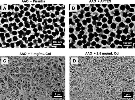 SEM Images Of Modified Nanoporous Anodic Alumina Membranes A 200 Nm