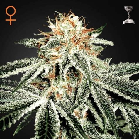 White Widow Greenhouse Seeds Feminized Zamnesia