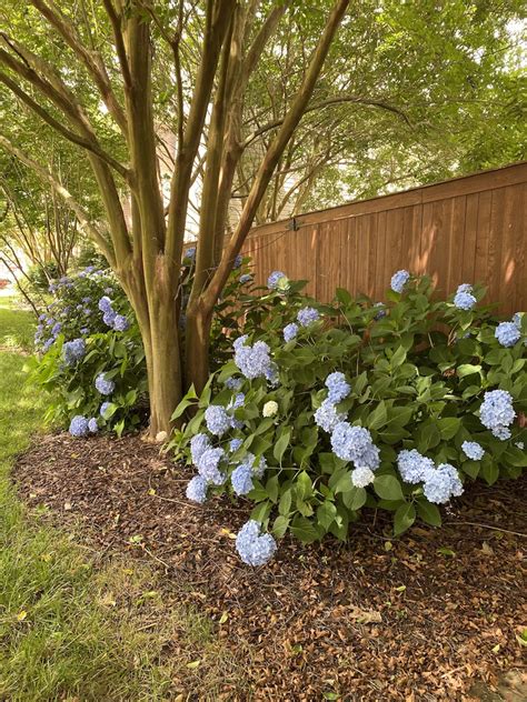 Welcome to My Hydrangea Garden Tour | Sand and Sisal