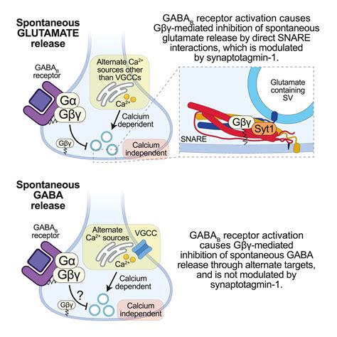 Presynaptic Mechanisms Underlying Gabab Receptor Mediated Inhibition Of