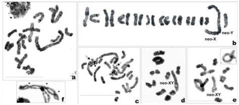 Mitotic And Meiotic Chromosomes Of Philaenus Loukasi A Mitotic