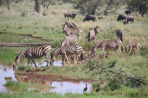 Herd of Zebras on Grass Field – GoldPoster Free Stock Photos