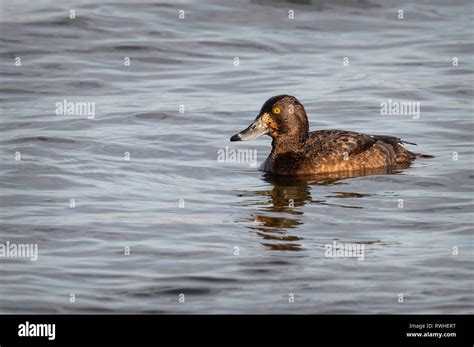 Female Tufted Duck Stock Photo - Alamy