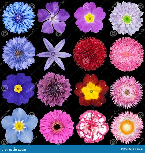 Various Red, Pink, Blue and Purple Flowers Stock Photo - Image of ...