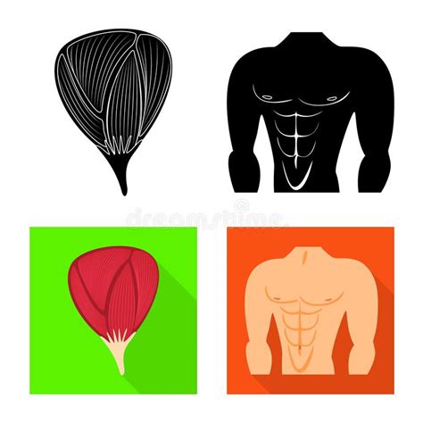 Conception De Vecteur De Fibre Et De Signe Musculaire Collection D Ic
