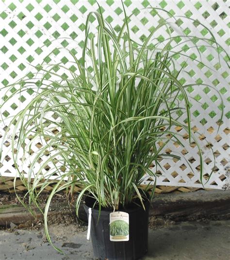 ORNAMENTAL GRASS | Ornamental grasses, Curb appeal, Landscape