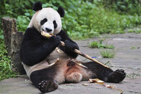 Bear Necessities: Scientists Explain How Pandas Survive Eating Just ...