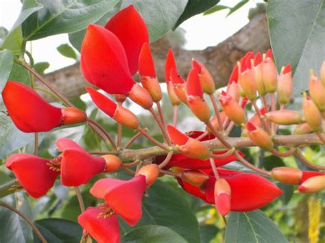 Madre De Agua Plantas Comunes En Medellín · Naturalista Colombia