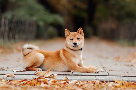 Shiba Inu Rasseportrait Alle Wichtigen Infos Bilder