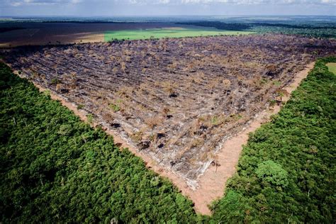 Precisamos Falar Sobre Mudan As Clim Ticas Queimadas E Desmatamentos Mst