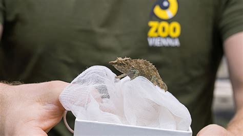 Neues Haus für geschmuggelte Chamäleons im Zoo Schönbrunn oe3 ORF at