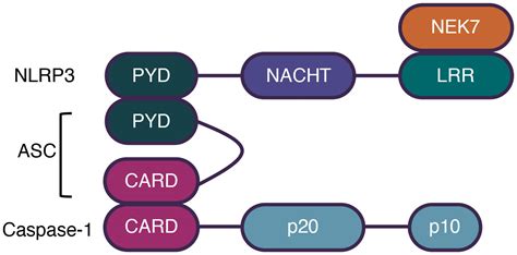 Frontiers Nlrp3 Inflammasome Activation In Response To Metals