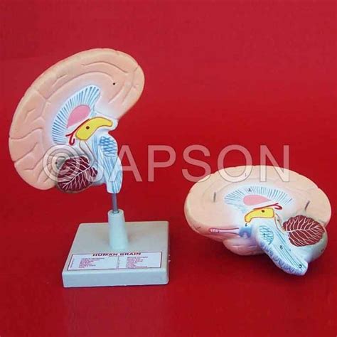 Human Brain Model, 2 Parts