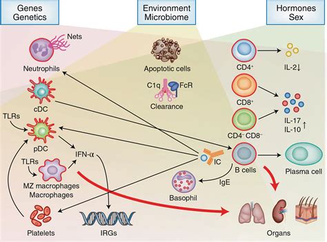 Autoimmunity And Organ Damage In Systemic Lupus Erythematosus Pmc