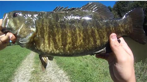 Lure Fishing 34 Burning Rebel Crawfish Crankbaits For Smallmouth