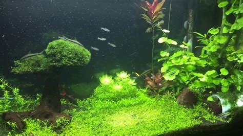 55 gallon freshwater aquarium, planted community tank – HousePetsCare.com