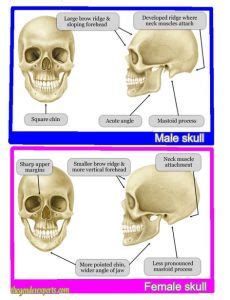 The Skull Theory Baby Gender Pros