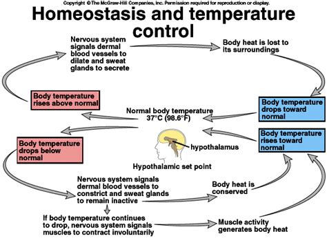 Three Facts About Homeostasis