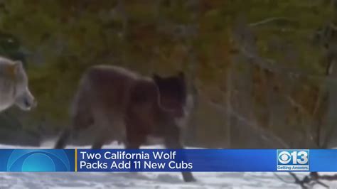 California Wolf Packs Welcome 11 New Cubs Youtube