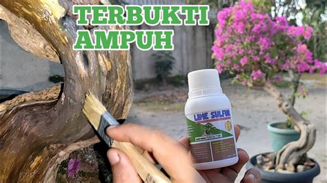 Cara Pemakaian Lime Sulfur Untuk Mengawetkan Batang Bougenville Yang