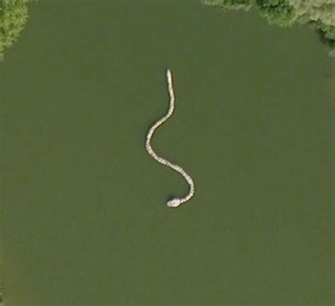 Giant Snake Record Strange Google Earth Maps