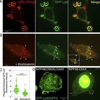 PtdIns 3 4 P 2 And Its Effector Protein Lpd Co Localize At The Site Of