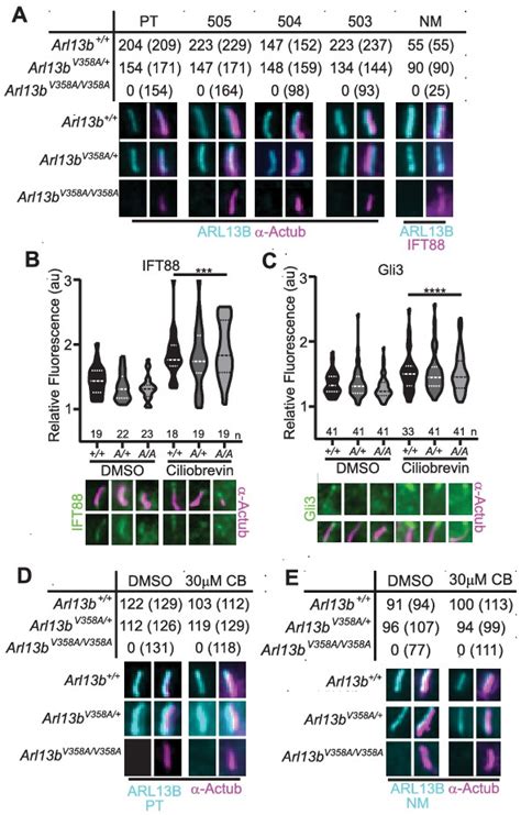 Figures And Data In ARL13B Regulates Sonic Hedgehog Signaling From