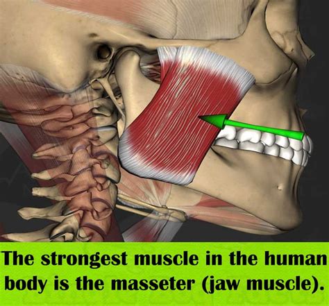 The Strongest Muscle In The Human Body Is The Masseter Jaw Muscle