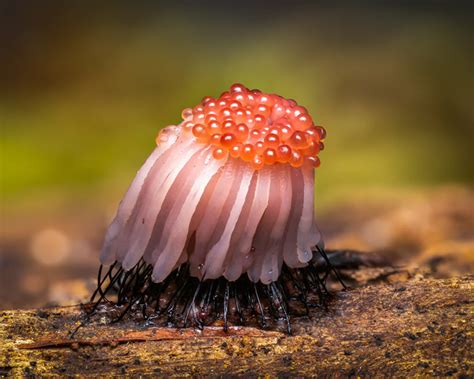 Spectacular Winning Fungi Photos From The Garden Photographer Of The