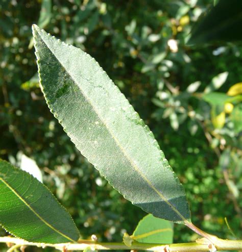 Salix Triandra L Subsp Triandra Portale Della Flora D Italia