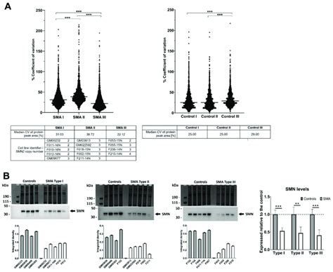 Variability in protein expression and levels of SMN protein in SMA ...