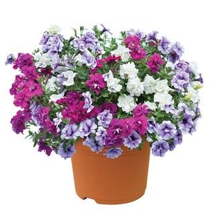 Hardy Petunia Autumn Leaves Pre Planted Container Garden Nurseries