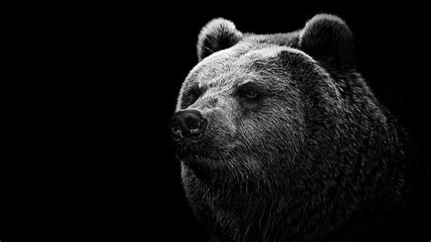 HD wallpaper: Grizzly bear, bears | Wallpaper Flare