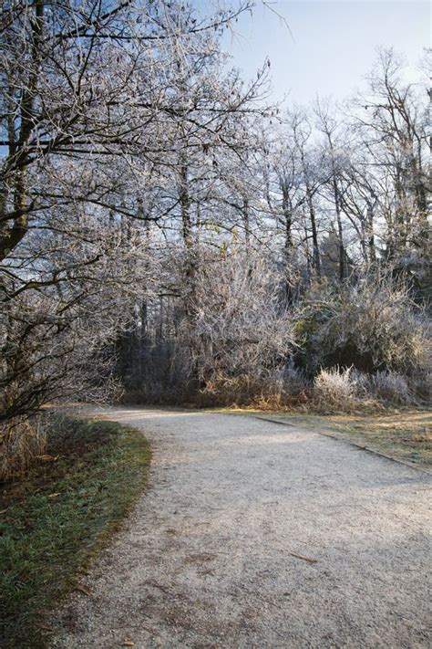 Pathway In Icy Snowy Forest Nude Trees In Freezing Wintertime Stock Photo Image Of Snow Iced