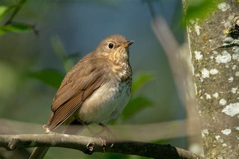 Swainson S Thrush Tony Spane Flickr