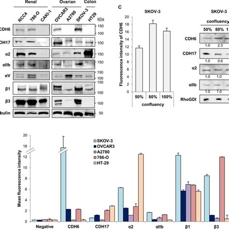 CDH6 binds αIIbβ3 or α2β1 integrins in different cell lines A B C