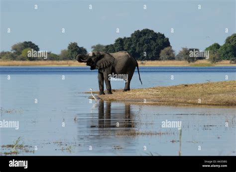 Elephant Drinking Chobe River Chobe National Park Botswana Southern