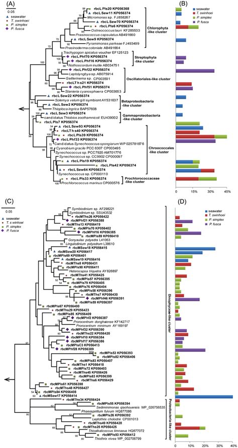 A Phylogenetic Tree Of The Transcribed Rbcl A And Rbcm C Genes