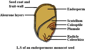 Draw A Diagram Of Longitudinal Section Through A Monocot Seed