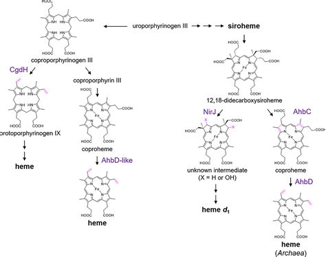 Radical Sam Enzymes Involved In Tetrapyrrole Biosynthesis And Insertion