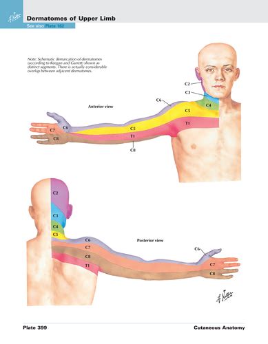 Asia Dermatomes Myotomes Of Arm Flashcards Quizlet Hot Sex Picture